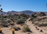 Hike Creosote Trail, Joshua Tree National Park, California