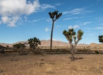 See Barber Pole, Joshua Tree National Park, California
