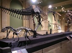 Visit Dinosaur Discovery Museum, Kenosha, Wisconsin