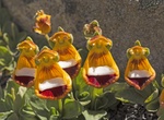 See Calceolaria uniflora (Darwin's slipper), Tierra del Fuego
