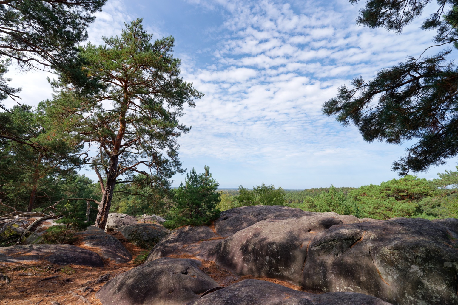 Forest Of Fontainebleau forest-of-fontainebleau