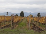 Wine Tasting in Colchagua Valley, Chile