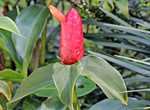 Visit Dominica Botanical Gardens, Roseau, Dominica