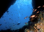 Dive Soufriere Pinnacle, Dominica