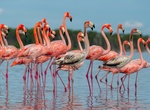 See Flamingos in Everglades National Park, Florida