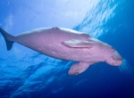 See a The Sea Cow (Dugong dugon) in the Red Sea, Egypt