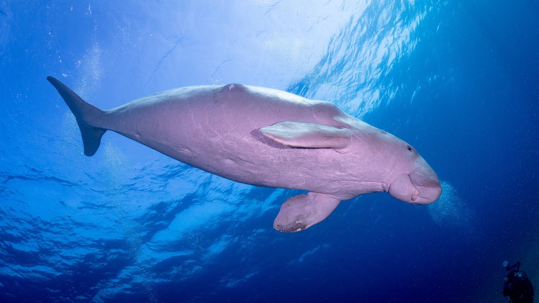 The Sea Cow (Dugong dugon) in the Red Sea