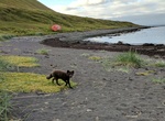 Camp at Hornvik, Hornstrandir Peninsula, Westfjords, Iceland