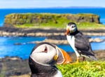 See Puffin at Lunga, Treshnish Isles, Scotland