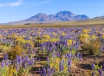 Visit Desierto Florido (Flowering Desert) in Atacama Desert, Chile