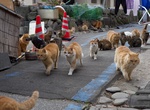 Visit Aoshima (Cat Island), Ehime, Japan