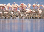 Explore Lake Natron, Tanzania
