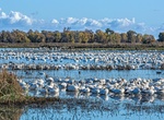 Explore Colusa National Wildlife Refuge, California