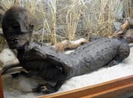 See Jake the Alligator Man at Marsh's Free Museum, Long Beach, Washington
