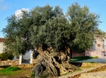 See Ancient Olive Tree of Vouves, Crete