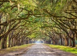 Visit Wormsloe Historic Site, Savannah, Georgia