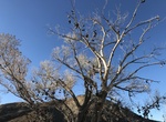 See The Shoe Tree, Churchill County, Nevada