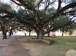 See The Hanging Tree, Goliad, Texas