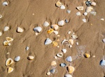 Visit Big Shell Beach, Padre Island National Seashore, Texas
