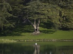 See The Harry Potter Tree, Blenheim Palace, England