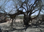 See Vulture City "Hanging Tree", Vulture City, Arizona