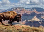 See Bison on the North Rim, Grand Canyon National Park, Arizona