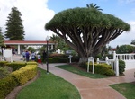 See Hotel del Coronado Dragon Tree, Coronado, California