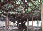See Shady Lady (World's Largest Rose Tree), Tombstone, Arizona