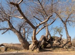 See Dorsland Tree, Namibia
