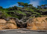 See Tree of Life (Tree Root Cave), Kalaloch Beach, Olympic National Park, Washington
