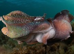 Snorkel with Giant Australian Cuttlefish at Upper Spencer Gulf Marine Park, South Australia