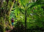 Explore Daintree Rainforest, Queensland, Australia