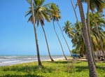 Visit Praia do Camacho, Maragogi, Alagoas, Brazil