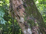 See Trossachs Bicycle Tree, Scotland