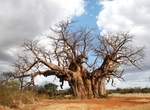 See Buffelsdrift baobab (Swartwater baobab), Limpopo, South Africa
