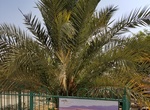 See Methuselah Date Palm, Ketura, Israel