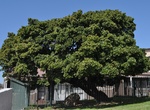 See Treaty Tree, Cape Town, South Africa