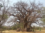 See Sagole Baobab, South Africa