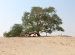 See Tree of Life, Bahrain