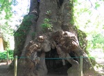 See Van der Stel's Oak Tree, Western Cape, South Africa