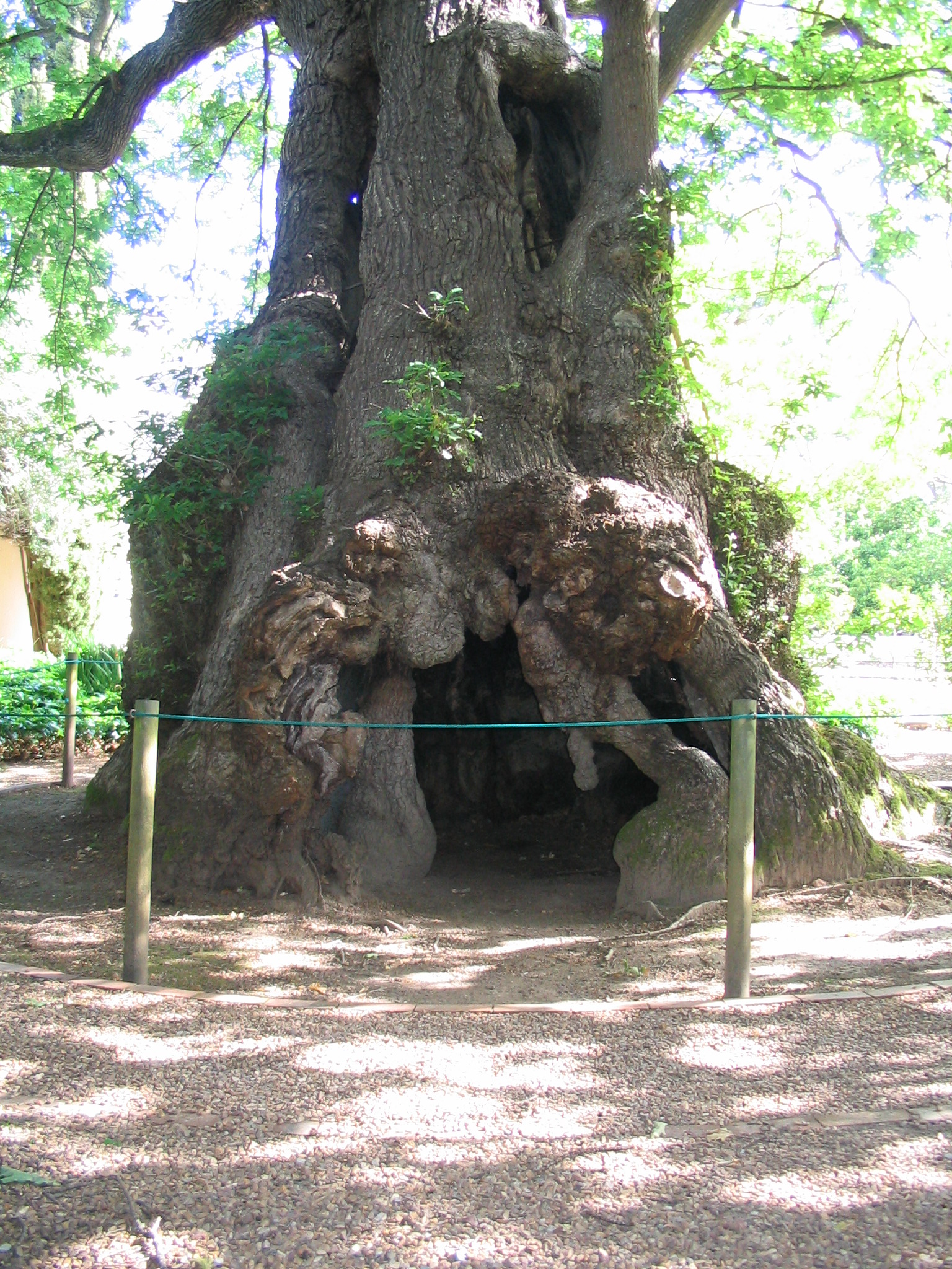 Osten Tree Van der Stel's Oak Tree