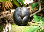 See Coco de Mer (Love Nut or Double Coconut), Seychelles