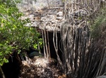 See Banyan Tree Sinkhole, Tsimanampetsotsa National Park, Madagascar