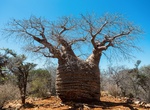 See "Grandmother" Fony Baobab, Tsimanampetsotsa National Park, Madagascar