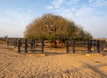 See Tree of Al Buqayawiyya (The Blessed Tree), Safawi, Jordan