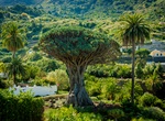 See El Drago Milenario, Parque del Drago, Tenerife, Canary Islands