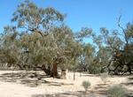 Visit Burke's Memorial at Burke Waterhole, Cooper Creek, South Australia