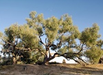 Visit Burke and Wills Dig Tree, Nappa Merrie Station, Queensland