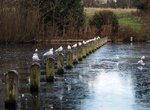 Explore The Long Water, Hyde Park, London, England