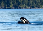 Kayak with Whales in Johnstone Strait, BC, Canada